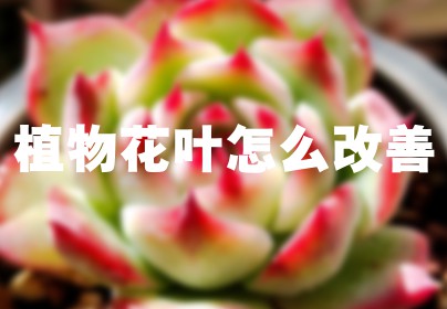 植物花叶怎么改善