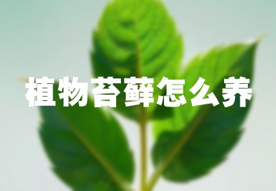 植物苔藓怎么养