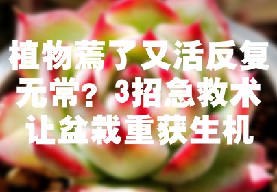 植物蔫了又活反复无常？3招急救术让盆栽重获生机