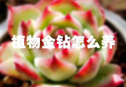 植物金钻怎么养