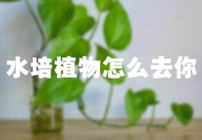 水培植物怎么去你