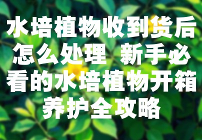 水培植物收到货后怎么处理 新手必看的水培植物开箱养护全攻略