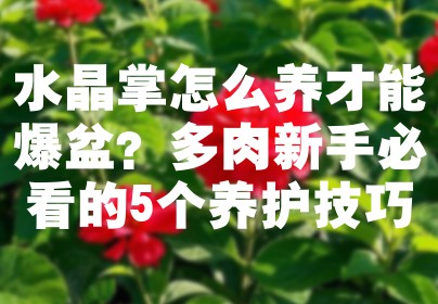 水晶掌怎么养才能爆盆？多肉新手必看的5个养护技巧