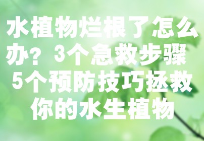 水植物烂根了怎么办？3个急救步骤+5个预防技巧拯救你的水生植物