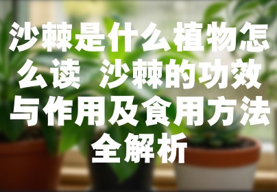 沙棘是什么植物怎么读 沙棘的功效与作用及食用方法全解析