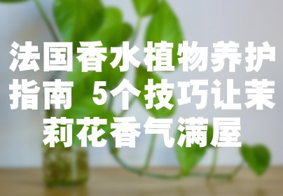 法国香水植物养护指南 5个技巧让茉莉花香气满屋