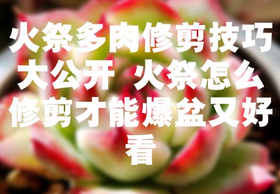 火祭多肉修剪技巧大公开 火祭怎么修剪才能爆盆又好看