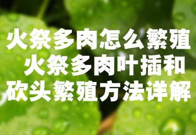 火祭多肉怎么繁殖 火祭多肉叶插和砍头繁殖方法详解
