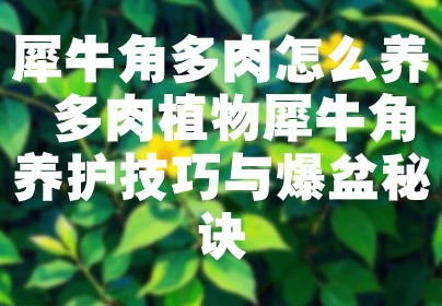 犀牛角多肉怎么养 多肉植物犀牛角养护技巧与爆盆秘诀