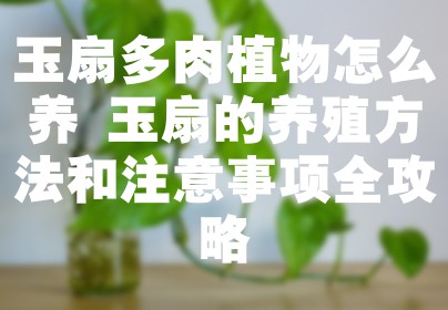 玉扇多肉植物怎么养 玉扇的养殖方法和注意事项全攻略