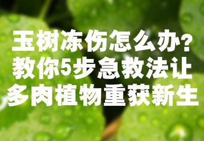 玉树冻伤怎么办？教你5步急救法让多肉植物重获新生