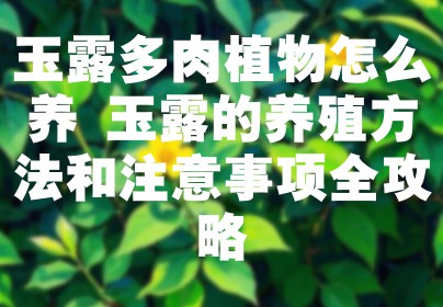 玉露多肉植物怎么养 玉露的养殖方法和注意事项全攻略