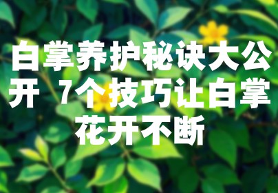 白掌养护秘诀大公开 7个技巧让白掌花开不断