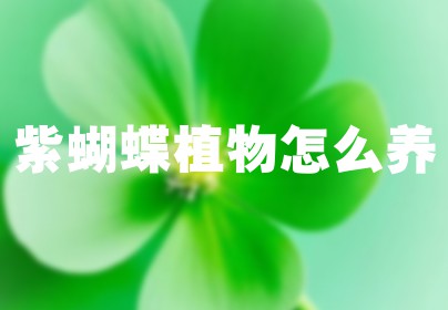 紫蝴蝶植物怎么养
