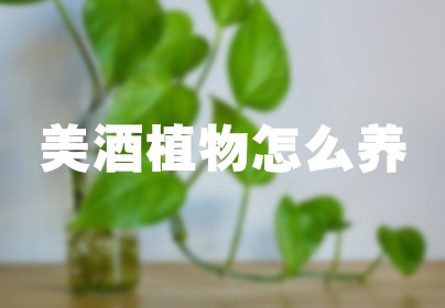 美酒植物怎么养