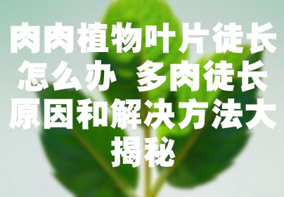 肉肉植物叶片徒长怎么办 多肉徒长原因和解决方法大揭秘