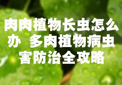 肉肉植物长虫怎么办 多肉植物病虫害防治全攻略