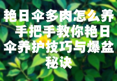 艳日伞多肉怎么养 手把手教你艳日伞养护技巧与爆盆秘诀
