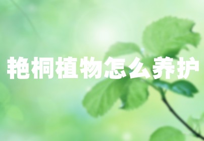 艳桐植物怎么养护