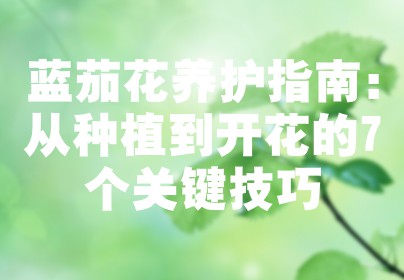 蓝茄花养护指南：从种植到开花的7个关键技巧