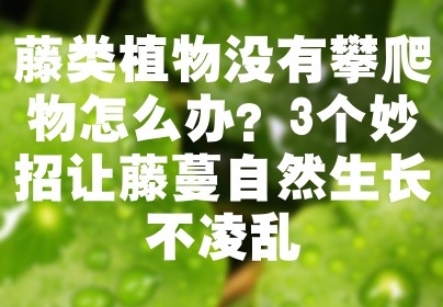 藤类植物没有攀爬物怎么办？3个妙招让藤蔓自然生长不凌乱