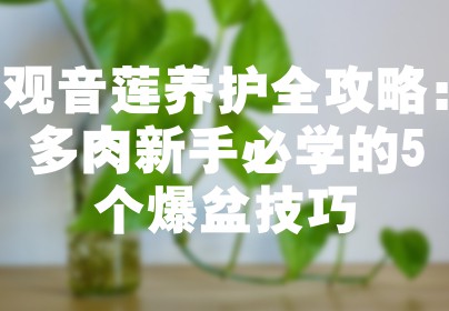 观音莲养护全攻略：多肉新手必学的5个爆盆技巧