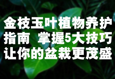 金枝玉叶植物养护指南 掌握5大技巧让你的盆栽更茂盛