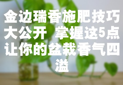 金边瑞香施肥技巧大公开 掌握这5点让你的盆栽香气四溢