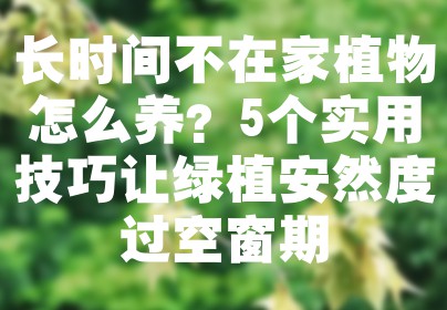 长时间不在家植物怎么养？5个实用技巧让绿植安然度过空窗期