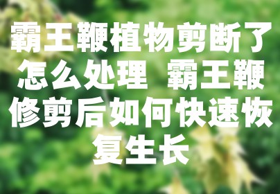 霸王鞭植物剪断了怎么处理 霸王鞭修剪后如何快速恢复生长