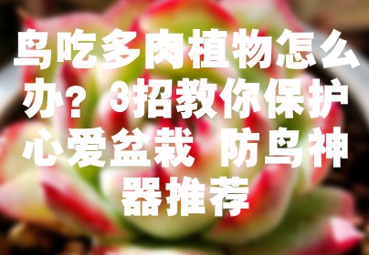 鸟吃多肉植物怎么办？3招教你保护心爱盆栽+防鸟神器推荐