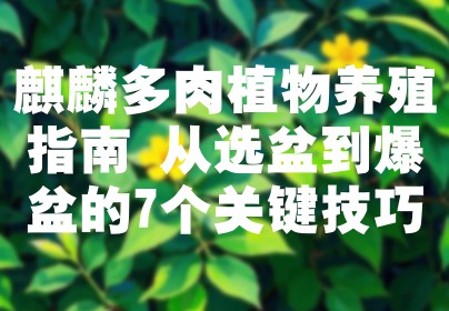 麒麟多肉植物养殖指南 从选盆到爆盆的7个关键技巧